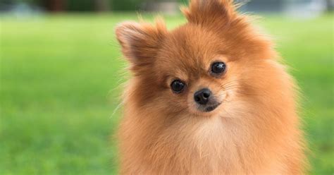 La elegancia del Pomerania lo convierte en una hermosa raza de perros pequeños