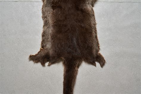 OTTER TANNED FUR PELT - SKIN, HIDE FOR SALE - REAL, DECOR, GENUINE - ST6806