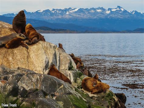 Patagonia Animals: A Wildlife Guide to Southern Chile & Argentina ...