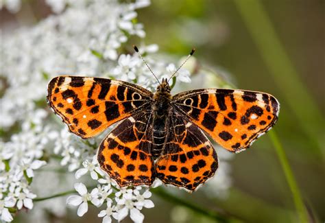 Painted Lady butterflies execute the longest known insect migration - Earth.com