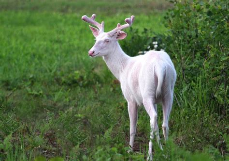 Moldova Farms: The Mysterious Albino Deer Herd