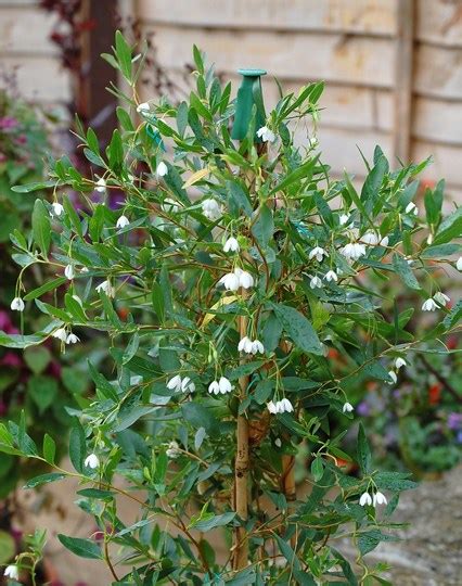 Sollya Heterophylla (Bluebell Creeper) : Grows on You