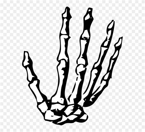 Hand, Skeleton, Skeleton Hand, Halloween, Human, Bone - Skeleton Hand No Background Clipart ...