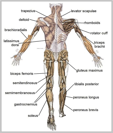 labeled muscular system diagram | Anatomy System - Human Body Anatomy diagram and chart images