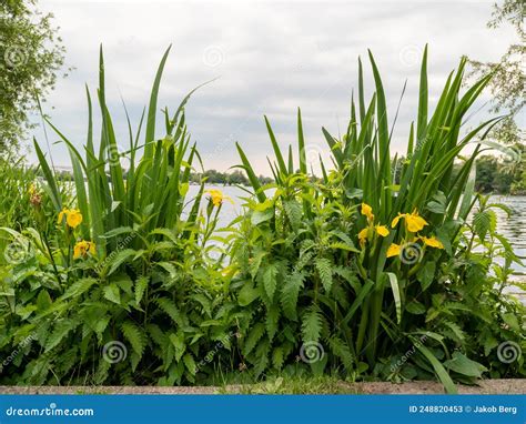 Green Plants on the River Bank. Stock Image - Image of spring, rural ...