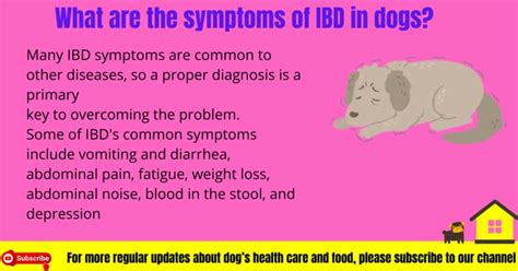 What is IBD in dogs? (Inflammatory bowel disease) - Serve Dogs