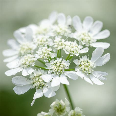 Buy Orlaya Grandiflora | White Lace Flower | Sarah Raven