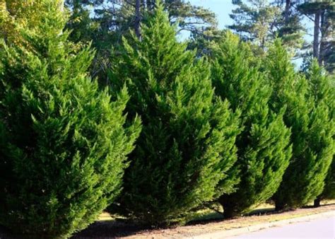 7 fast growing evergreen trees for privacy 🌲🛡 Natural walls in no time