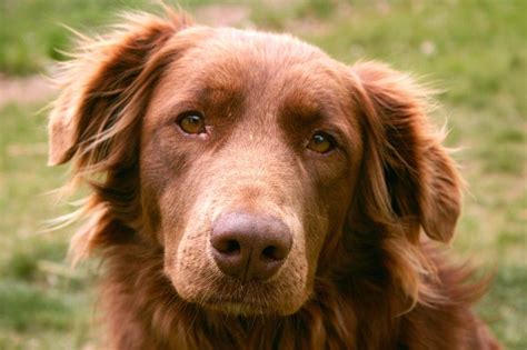 Chocolate Lab Golden Retriever Mix Puppies / Golden Retriever Lab Mix ...