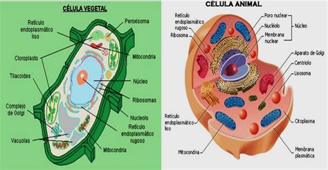 Celula Animal Y Vegetal Partes Y Funciones Como Dibujar La Celula | Images and Photos finder