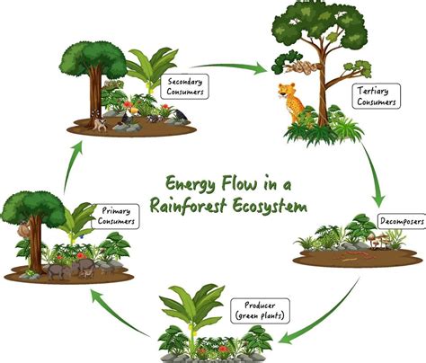 Energy flow in a rainforest ecosystem diagram 2288483 Vector Art at ...