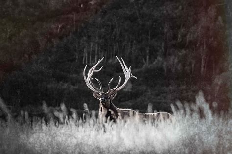 Guided Colorado Elk Hunts