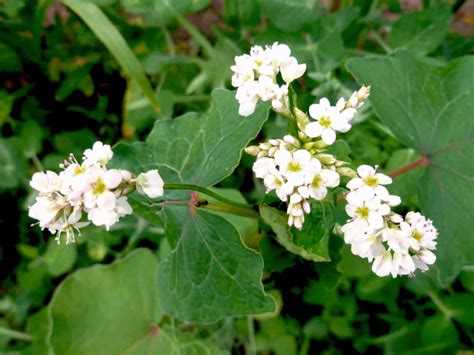 How to Grow Buckwheat Plant in Your Garden - The Daily Gardener