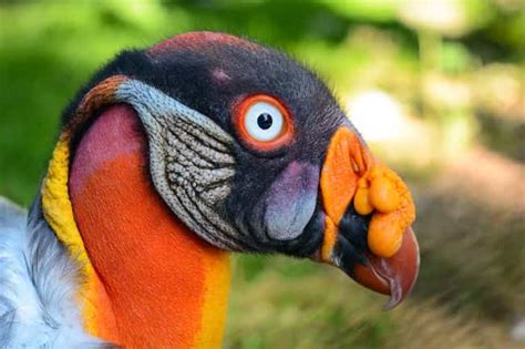 The 17 Weirdest And Scariest Bird Beaks