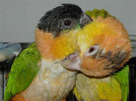 Bird In Everything: Caique Bird