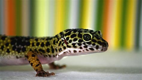 Leopard Gecko - Learn About Nature