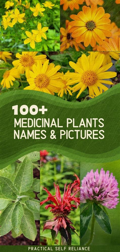 100 medicinal plants and their uses – Artofit