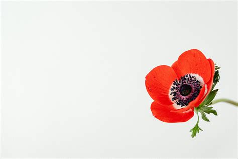 Red Flower With White Background · Free Stock Photo