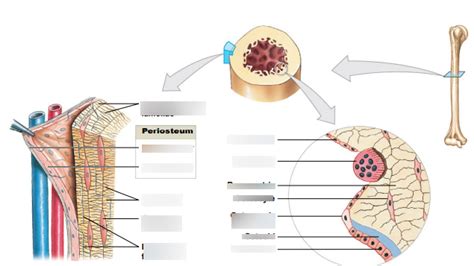 Figure 6-10 The Periosteum and Endosteum. Diagram | Quizlet