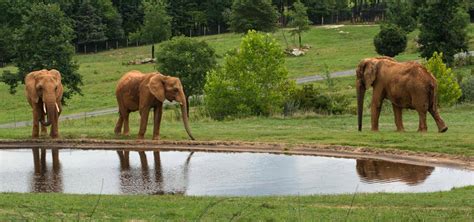 About the Zoo | North Carolina Zoo