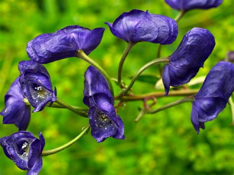 Aconitum | Aconitum Flower, Garden Aconitum, Types of