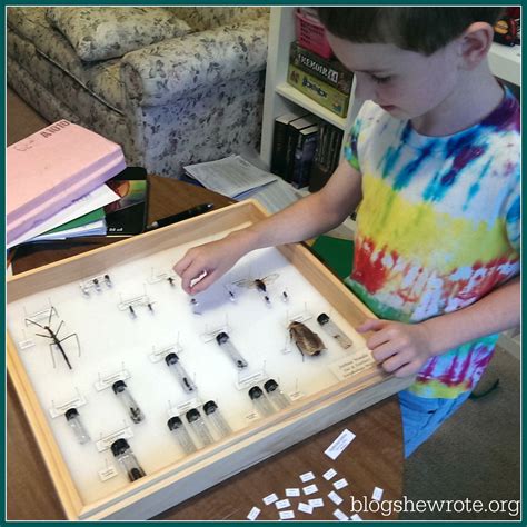 Blog, She Wrote: Tips for an Excellent Insect Display Insect Collection ...