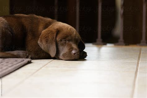 "Sleeping Labrador Puppy" by Stocksy Contributor "Julie Rideout" - Stocksy