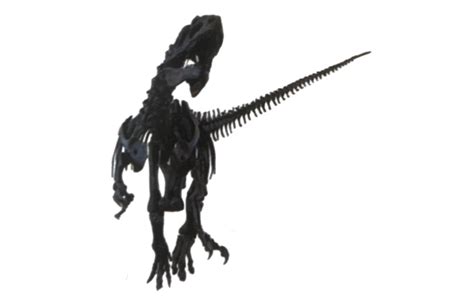 Allosaurus skeleton by DracoAwesomeness on DeviantArt