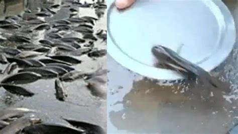 Telangana Jagtial town witnesses a rare weather phenomenon as fish rain from the sky | Fish Rain ...