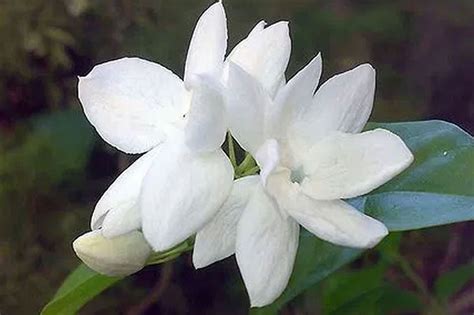 Filipino National Flower Sampaguita | Best Flower Site