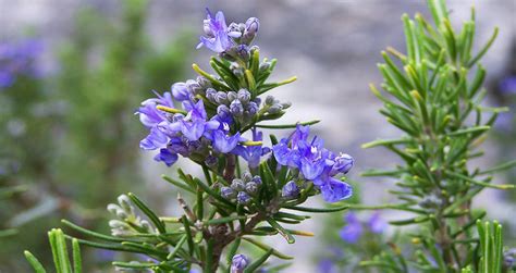 Different Types of Rosemary Plant's Varieties, Species & Cultivars ...