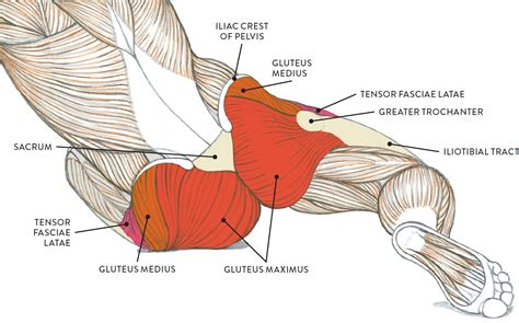 Glutes Muscle Diagram Butt Muscle Anatomy Anatomy Drawing Diagram | Images and Photos finder