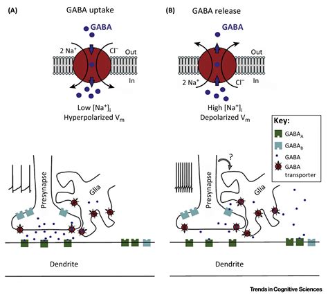 Inhibition, Disinhibition, and the Control of Action in Tourette Syndrome: Trends in Cognitive ...