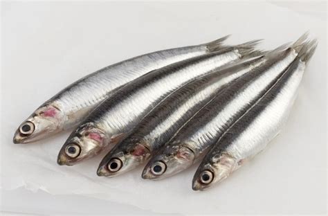 European anchovy | Fish | Properties and benefits of European anchovies