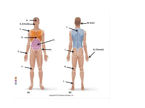 Anatomical Terms And Body Region Diagram