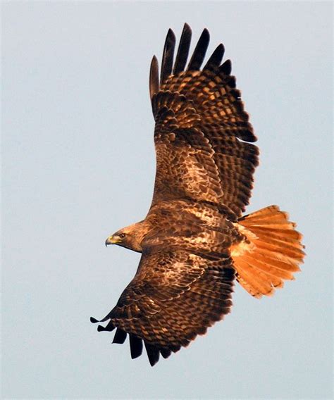 Red-tailed Hawk In Flight Back Shot | Red tailed hawk, Pet birds, Beautiful birds