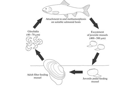 Life cycle of the freshwater pearl mussel Margaritifera margaritifera... | Download Scientific ...