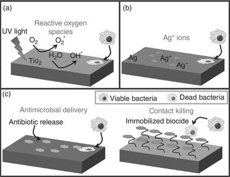 2 Various antimicrobial surfaces resistant to microbes: (a)... | Download Scientific Diagram