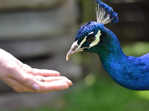 What Do Peacocks Eat? (Complete Guide) - Unianimal