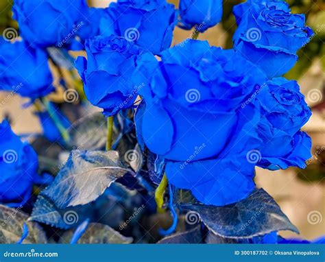 A Bunch of Very Rare Blue Roses Grown at a Plantation. a Blue Rose is a Flower Stock Photo ...