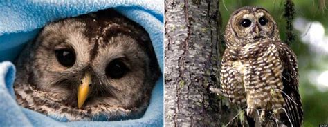 Northern Spotted Owls' Protection Means Killing Another Owl Species