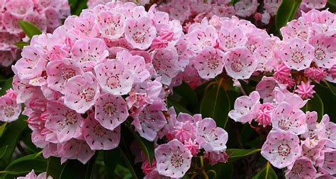 Connecticut State Flower - Mountain Laurel - ProFlowers Blog