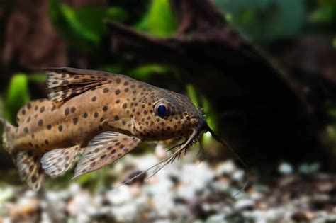 Does The Gold Nugget Pleco Lose Color As It Grows? - Harkins Gratting