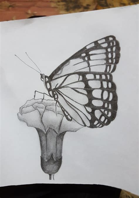 Butterfly Sketch Images at PaintingValley.com | Explore collection of ...