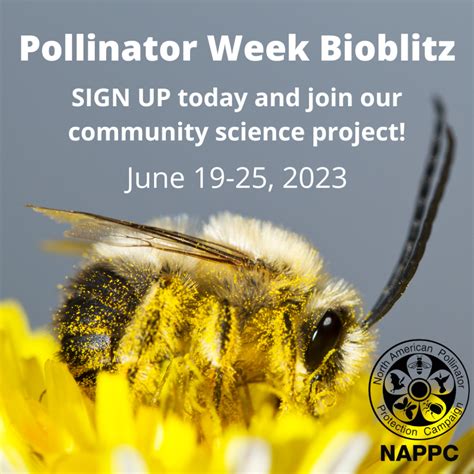 Pollinator Week Activities | Pollinator.org