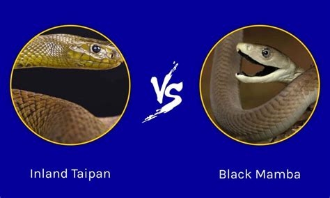 Inland Taipan vs Black Mamba: Who Would Win in a Fight? - IMP WORLD