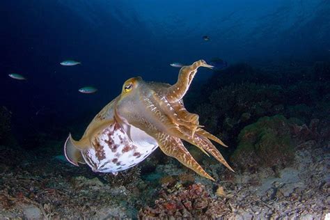 Cuttlefish - Animal Facts for Kids - Characteristics & Pictures