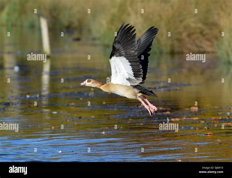 Egyptian goose goose egyptian geese flight flying fly introduced ...