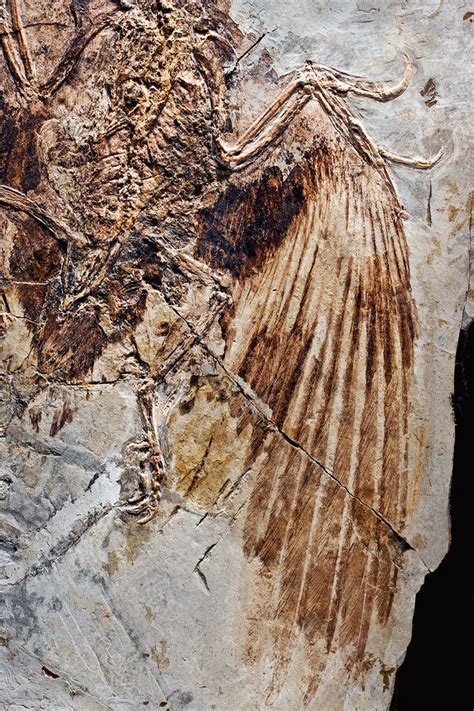 This fossil of Confuciusornis, a group of bird predecessors that lived more than…