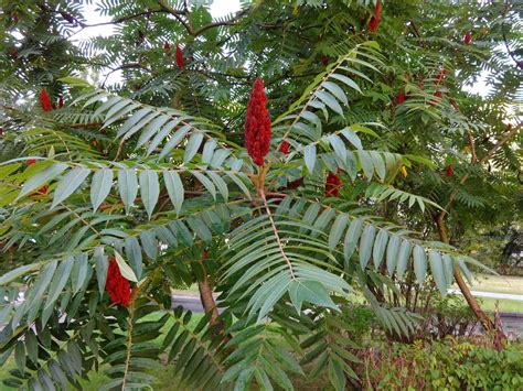 Herbs from Distant Lands: Rhus typhina, Rhus hirta - Staghorn Sumac